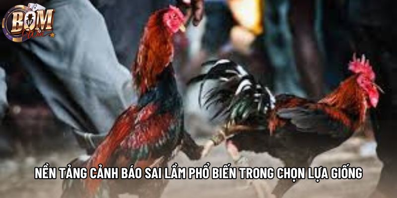 Nền tảng cảnh báo sai lầm phổ biến trong chọn lựa giống